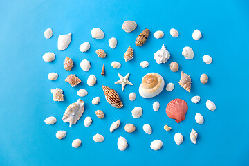 Image showing different sea shells on blue background