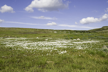 Image showing Wild flower on a ridge