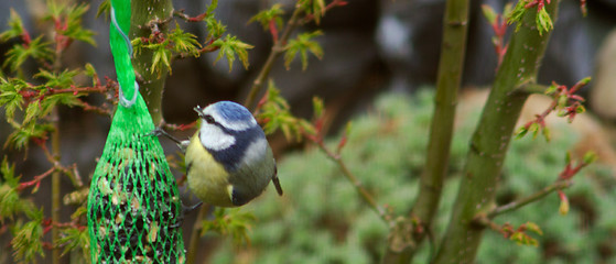 Image showing Blue Tit (Cyanistes caeruleus)