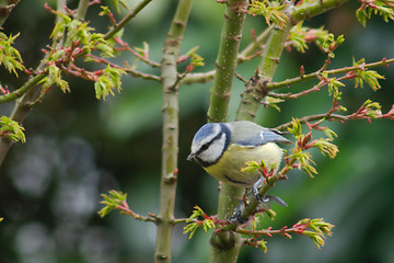 Image showing Blue Tit (Cyanistes caeruleus)