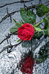 Image showing Rose And Barbed Wire