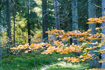 Image showing Orange beech tree branch in a green forest