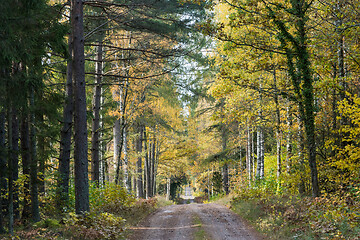 Image showing Dirt road in the woods in fall season