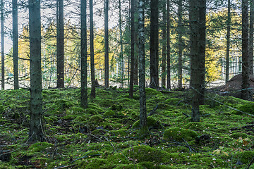 Image showing Green mossgrown forest in fall season