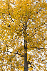 Image showing Glowing aspen tree in fall season