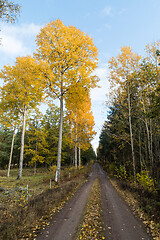 Image showing Glowing aspen trees by a dirt road side