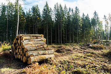 Image showing Oak tree woodpile in the forest