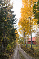 Image showing Dirt road with glowing aspen trees