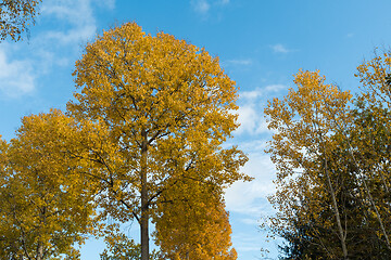 Image showing Glowing aspen trees by a blue sky