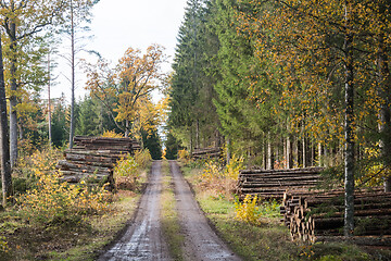 Image showing Timber stacks by a dirt road in fall season