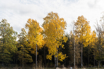 Image showing Beautiful aspen trees in fall season