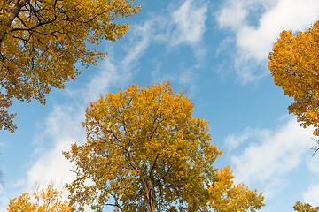 Image showing Glowing aspen tree tops by a blue sky