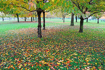 Image showing Autumn in city park with tress and colorful leaves on green gras