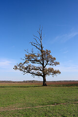 Image showing Lonely semi-dried tree on a green meadow 