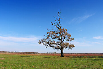 Image showing Lonely semi-dried tree on a green meadow