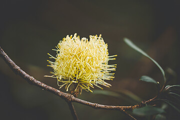 Image showing Australian native flowering in spring