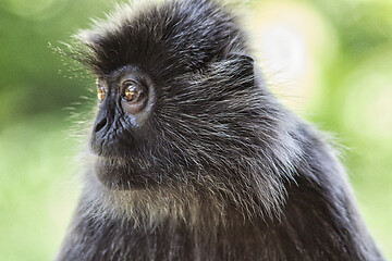 Image showing Black and white Surili monkey in Borneo