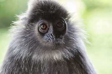 Image showing Black and white Surili monkey in Borneo