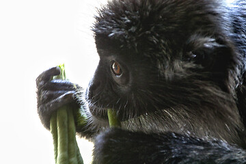Image showing Black and white Surili monkey in Borneo