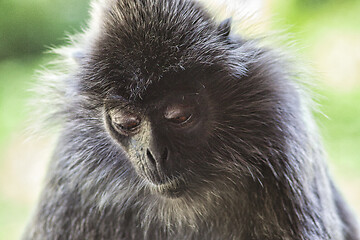 Image showing Black and white Surili monkey in Borneo