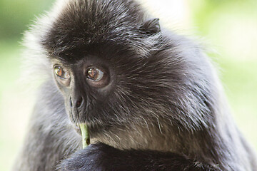 Image showing Black and white Surili monkey in Borneo