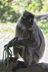 Image showing Black and white Surili monkey in Borneo