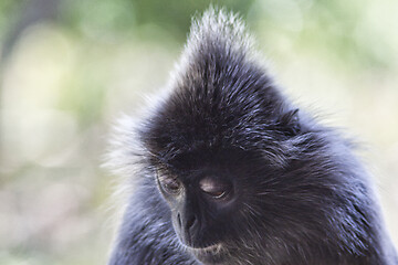 Image showing Black and white Surili monkey in Borneo