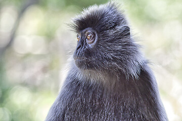 Image showing Black and white Surili monkey in Borneo