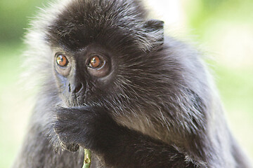 Image showing Black and white Surili monkey in Borneo