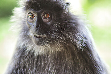 Image showing Black and white Surili monkey in Borneo