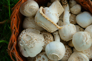 Image showing fresh champignon mushrooms