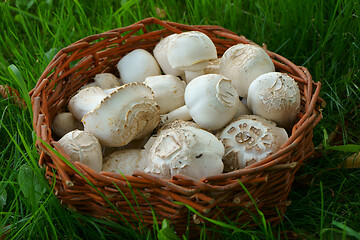 Image showing fresh champignon mushrooms