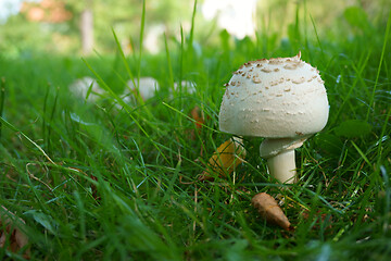 Image showing fresh champignon mushroom 