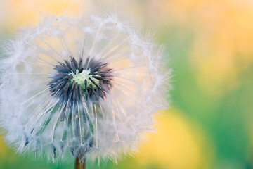 Image showing close up of Dandelion, spring abstract color background