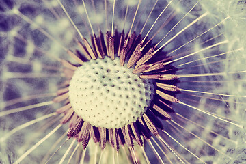 Image showing close up of Dandelion, spring abstract color background