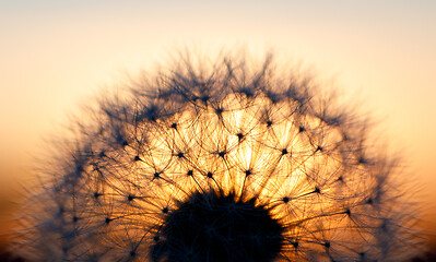 Image showing close up of Dandelion abstract color in sunset