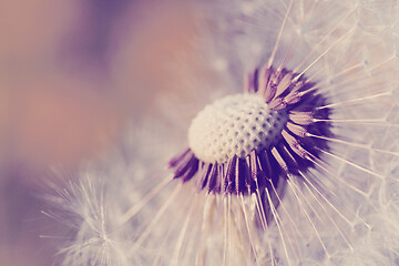 Image showing close up of Dandelion, spring abstract color background