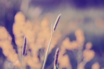 Image showing spring background with grass on meadow