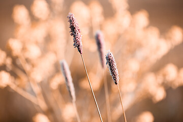 Image showing spring background with grass on meadow