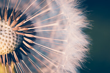 Image showing close up of Dandelion, spring abstract color background