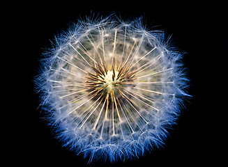 Image showing close up of Dandelion, spring abstract color background