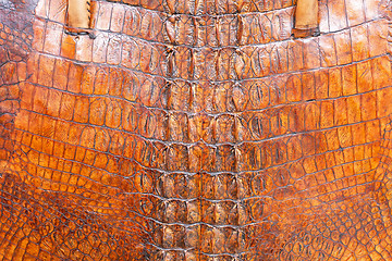 Image showing Crocodile leather