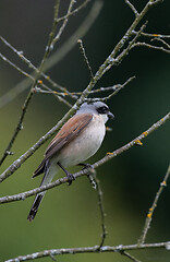 Image showing Red-backed Shrike (Lanius collurio) male in tree