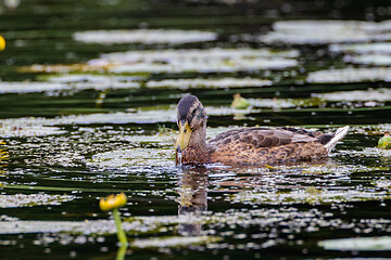 Image showing Mallard (Anas platyrhynchos) female during foraging