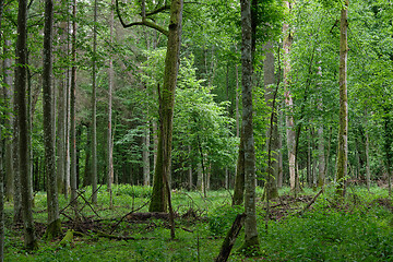 Image showing Broken trees in spring