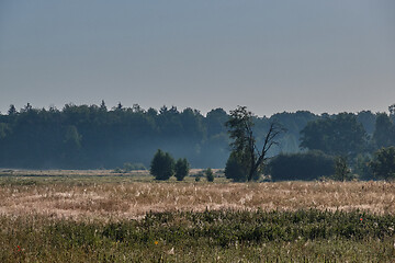 Image showing Summertime morning in meadow