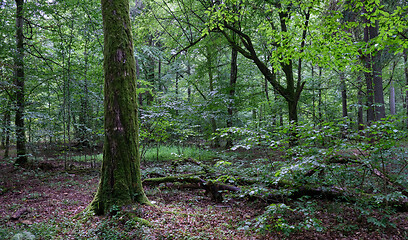 Image showing Old deciduous forest in summer