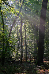 Image showing Deciduous stand with hornbeams and oaks