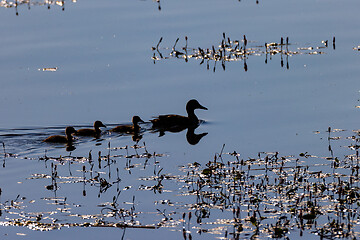 Image showing Mallard and nestling swimming