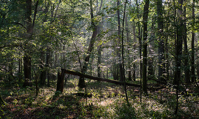 Image showing Deciduous stand with hornbeams and oaks